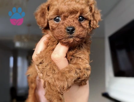 SHOV KALİTE KORE KAN TOY POODLE YAVRULARIMIZ - 6797