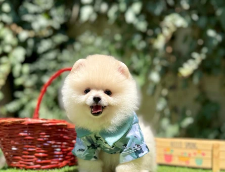Pomeranian Boo Teddy Bear Ayi Surat Yavrularımız - 6798