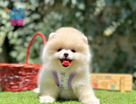 Boo Pomeranian Ayi Surat Ultra Mini Yavrularimiz - 6799