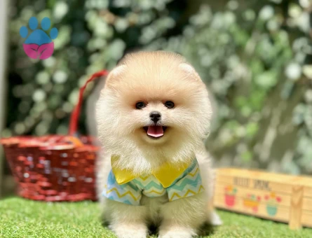 Boo Pomeranian Ayi Surat Ultra Mini Yavrularimiz