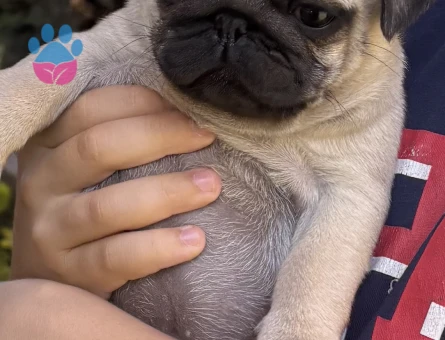 Yavru 3 aylık pug - 6800