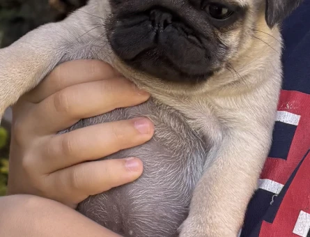 Yavru 3 aylık pug - 6800