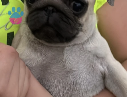 Yavru 3 aylık pug