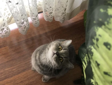 British Shorthair 5 Yaşında Yuva Arıyor - 6801