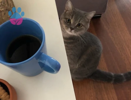 British Shorthair 5 Yaşında Yuva Arıyor