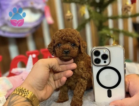 BİBLO GİBİ KOREAN TOY POODLE YAVRULARI - 6804