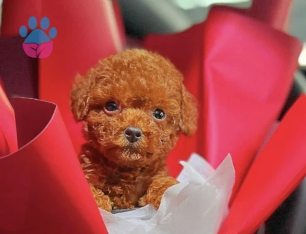 Tea Cup Poodle Bebekleri̇ Si̇zleri̇ bekliyor - 6806