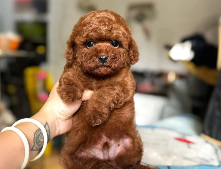 Kore bebeklerimiz mikro Poodle - 6807