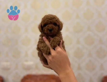 Pıtırcık bebeklerimiz Kore Poodle