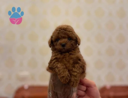 Pıtırcık bebeklerimiz Kore Poodle - 6808