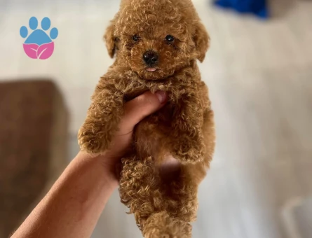 Güleç suratlı Bebek Poodle kore - 6809