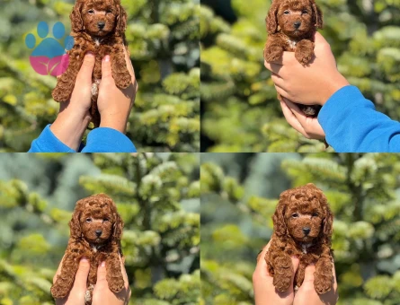 Bebiş Kore Poodle sizleri beklemektedir - 6812