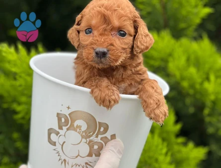 Kore Poodle pıtırcık bebekler
