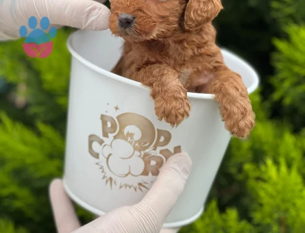 Kore Poodle pıtırcık bebekler