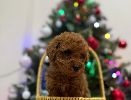 Nazlı bebeklerimiz Kore Poodle - 6814