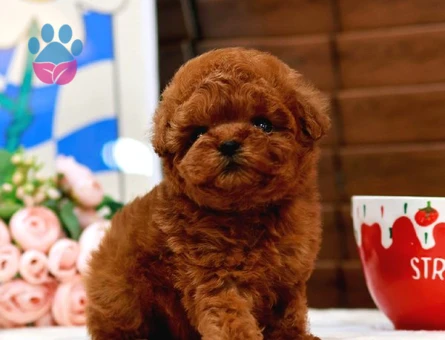 En İyi̇ Kore Kani Toy Poodle Yavrulari̇mi̇z - 6815