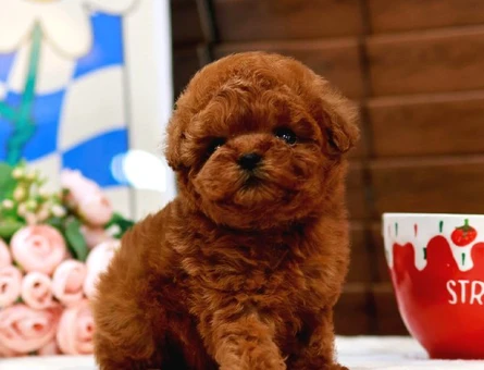 En İyi̇ Kore Kani Toy Poodle Yavrulari̇mi̇z - 6815