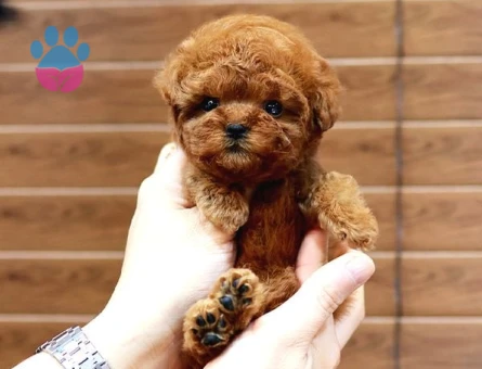 En İyi̇ Kore Kani Toy Poodle Yavrulari̇mi̇z