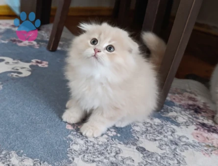 Muhteşem güzellikte Golden yavrular.