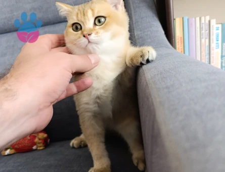 Muhteşem güzellikte Golden yavrular.