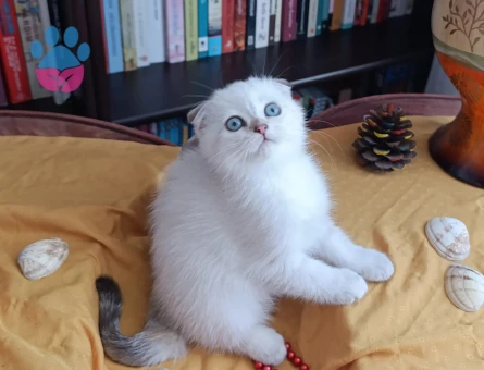 Muhteşem güzellikte Golden yavrular.