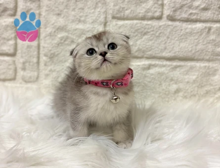 Scottish Fold Kurabiye Tadında Dişi 2 Aylık