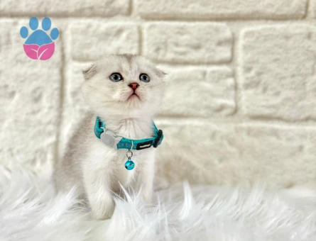 Bir İstanbul Beyefendisi Scottish Fold Silver Erkek