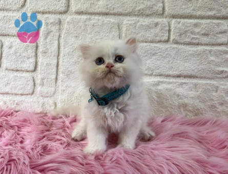 British Longhair Şirinlil Abidesi Erkek