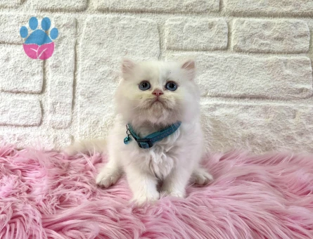 British Longhair Şirinlil Abidesi Erkek