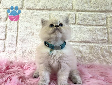 British Longhair Evinizin Maskotu Olmaya Hazır