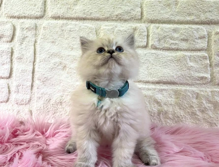 British Longhair Evinizin Maskotu Olmaya Hazır