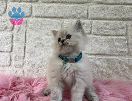 British Longhair Evinizin Maskotu Olmaya Hazır
