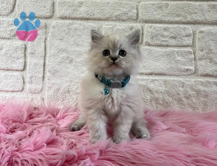 British Longhair Evinizin Maskotu Olmaya Hazır