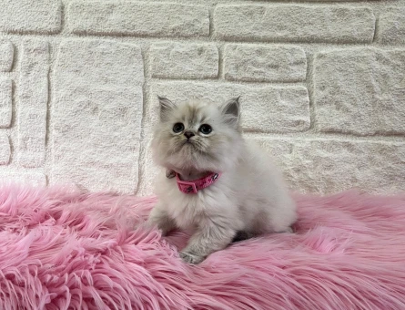 Evinizin Şirinesi British Longhair Dişi Mavi Gözlü