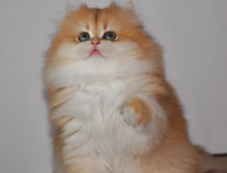 Show kalite Secereli Golden british longhair ny12 yavrular