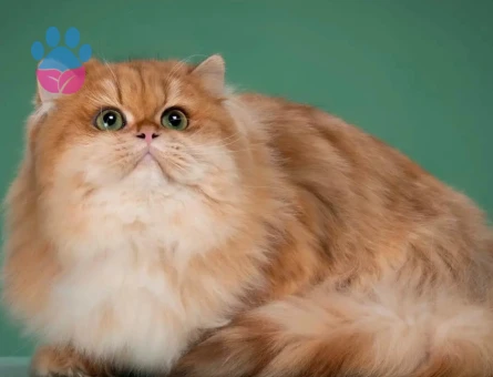 Show kalite Secereli Golden british longhair ny12 yavrular