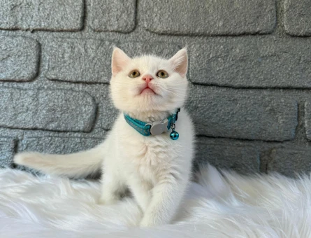 British Shorthair Erkek Beyaz 2 Aylık