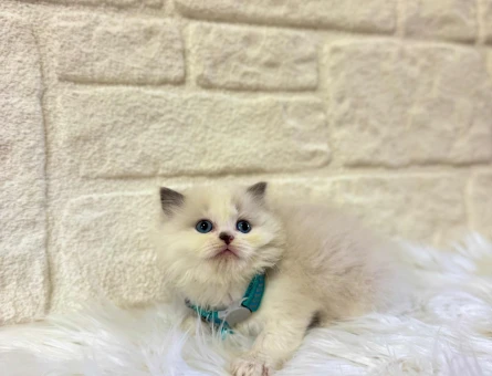 British Longhair Bicolor Erkek 2 Aylık