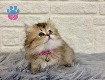 British Longhair Golden Dişi 2 Aylık