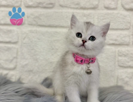 British shorthair Silver Dişi 2 Aylık