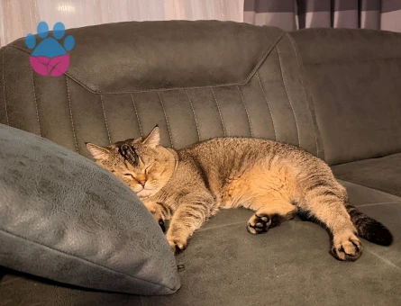 Acilll yurtdışına çıcacağım için ücretsiz sahiplendirmek istiyorum