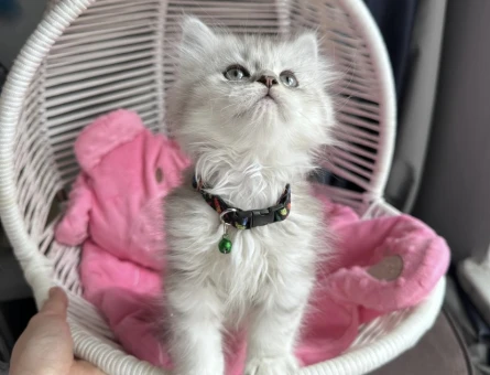 British Shorthair 3 Aylık Yuva Arıyor