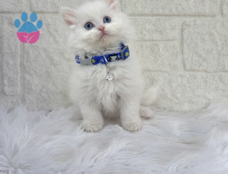 British Longhair Beyaz Pofuduk Erkek Yavrumuz