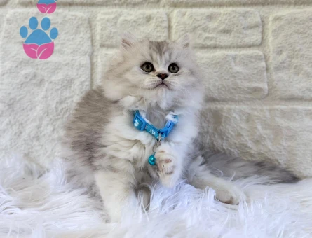 British Longhair Silver Erkek Topaç Kafa 2 Aylık