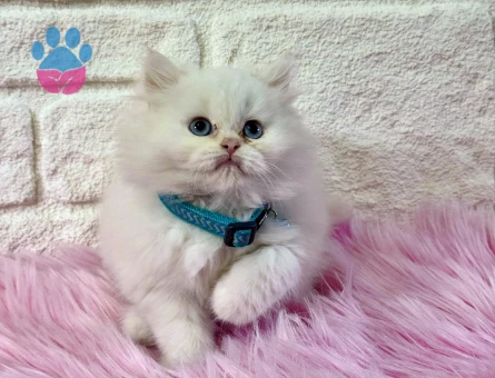 British Longhair Pamuk Kedimiz 2 Aylık