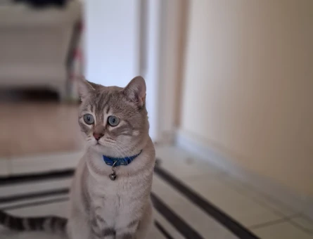 1 Yaşında British Shorthair Yeni Ailesini Arıyor - 4243