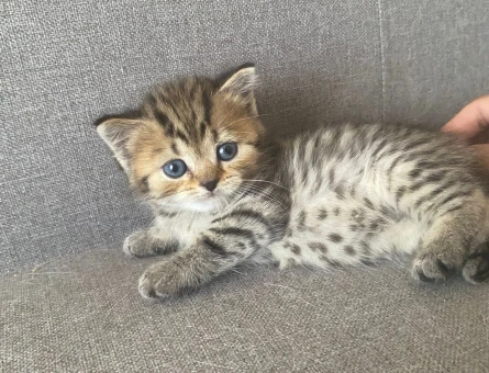 British kedi yavrusu 1.5 aylık