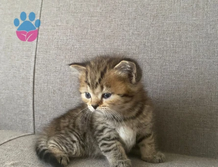 British kedi yavrusu 1.5 aylık