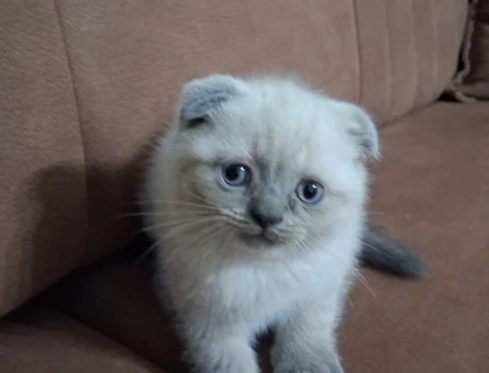 2 Aylık Scottish Fold Yavrularımız