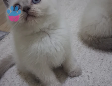 2 Aylık Scottish Fold Yavrularımız